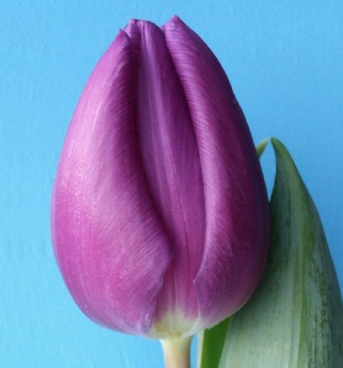 Nahaufnahme einer lila Tulpenblüte vor hellblauem Hintergrund