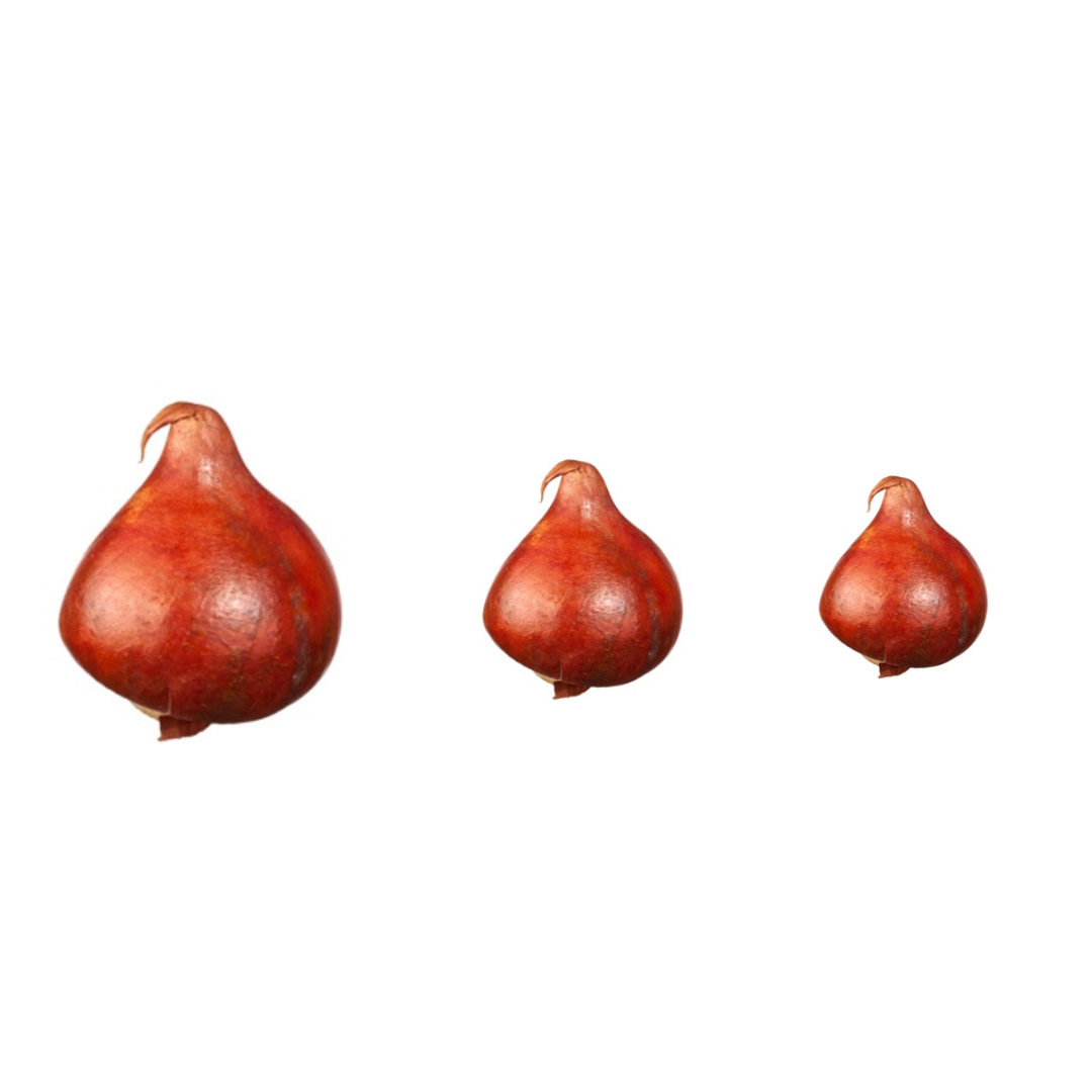 Rote Zwiebel in drei Größen auf weißem Hintergrund