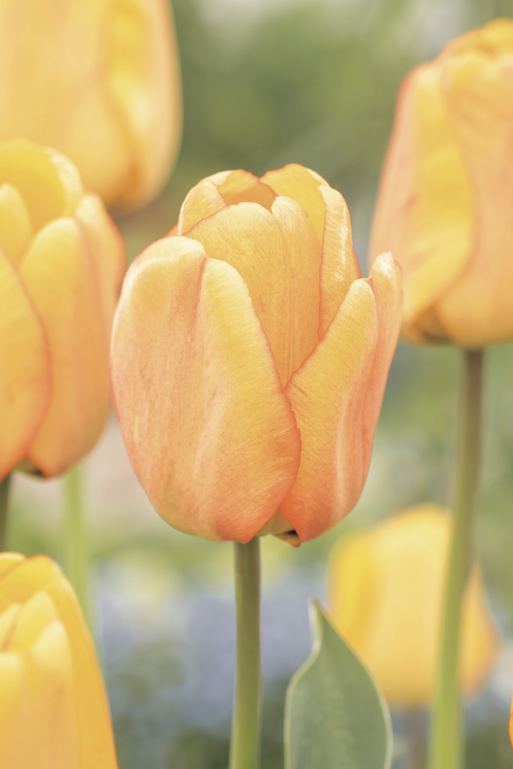 Darwin-Hybrid-Tulpen Blushing Apeldoorn