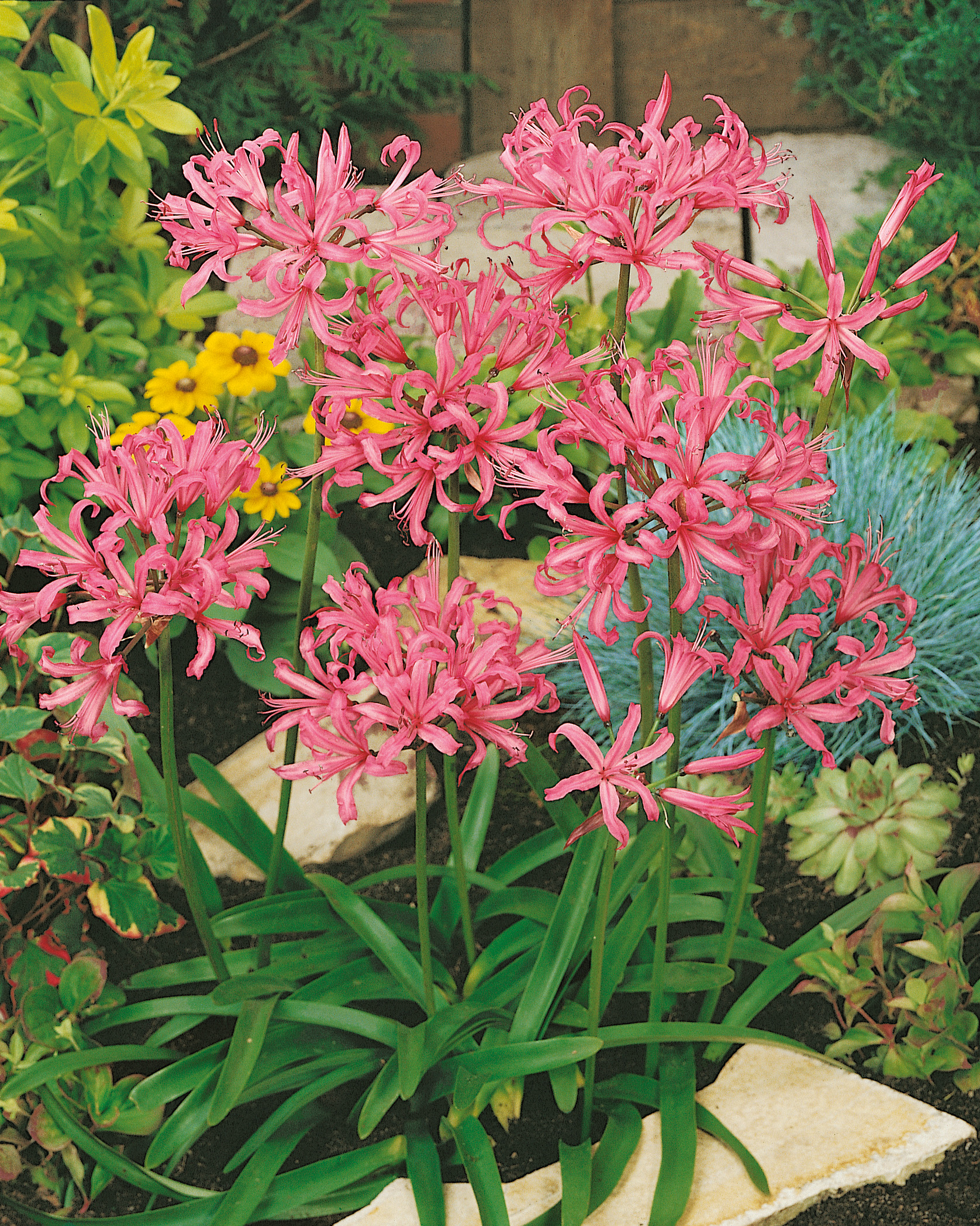 Nahaufnahme von rosa Nerine-Blüten (Schmucklilien) im Beet, mehrstängelige Zwiebelpflanze mit schlanken grünen Blättern und auffälligen sternförmigen Blüten