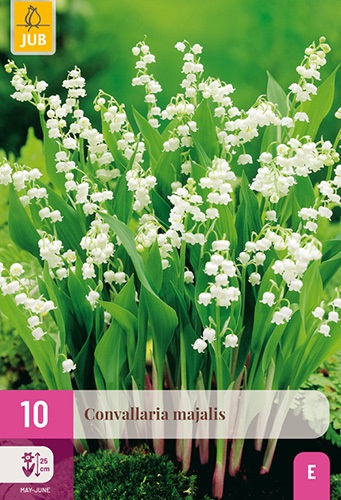 Convallaria majalis Maiglöckchen
