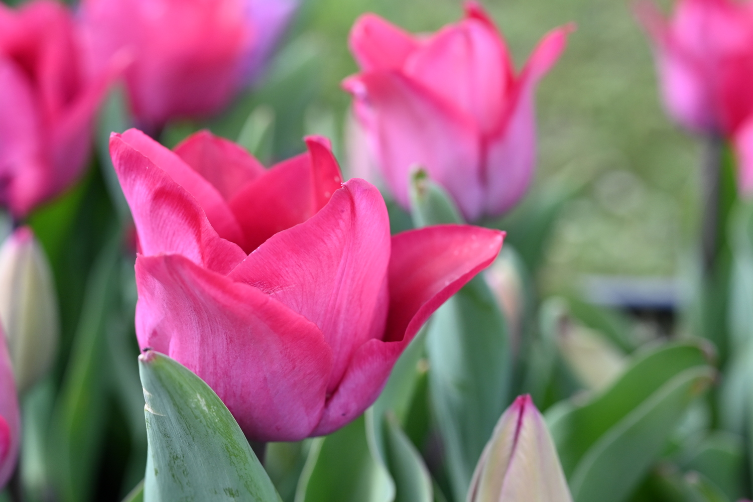 Nahaufnahme einer pinken Tulpe mit geöffneten Blütenblättern und grünen Blättern im Hintergrund