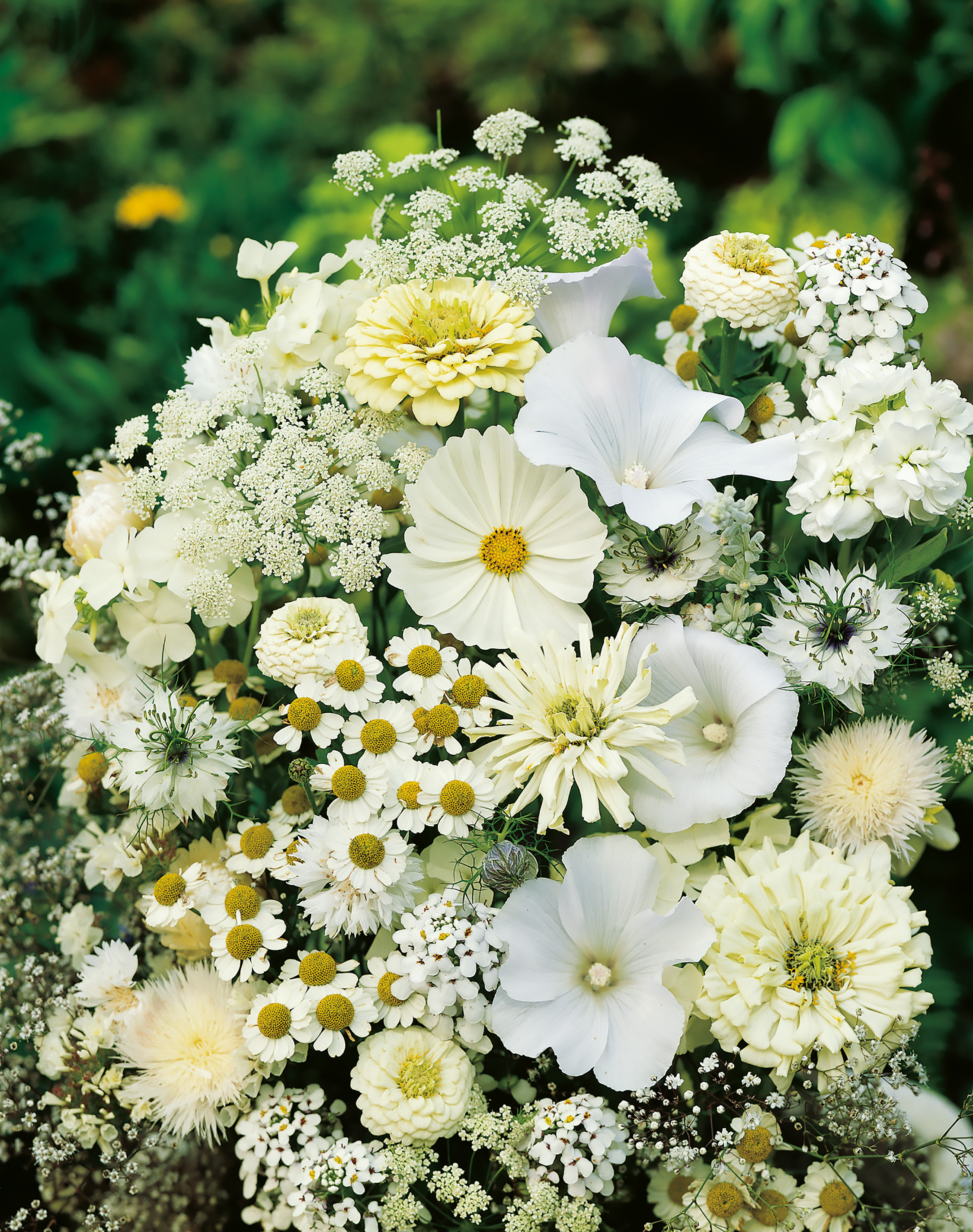 Nahaufnahme eines üppigen weiß-cremefarbigen Blumenstraußes mit zarten Doldenblüten, kleinen Kamillenblüten und üppigen Korbblüten, dekorativ arrangiert vor grünem Hintergrund