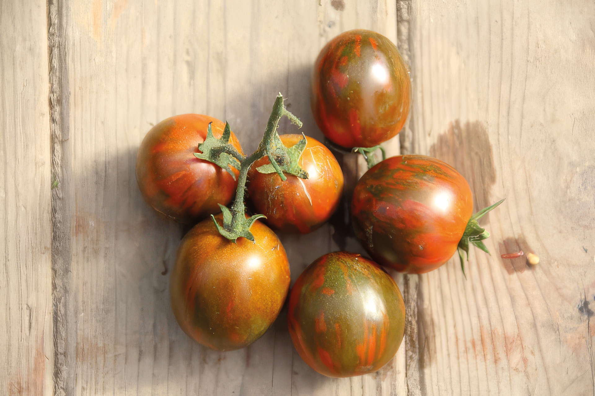 Cocktailtomate Cherry Zebra