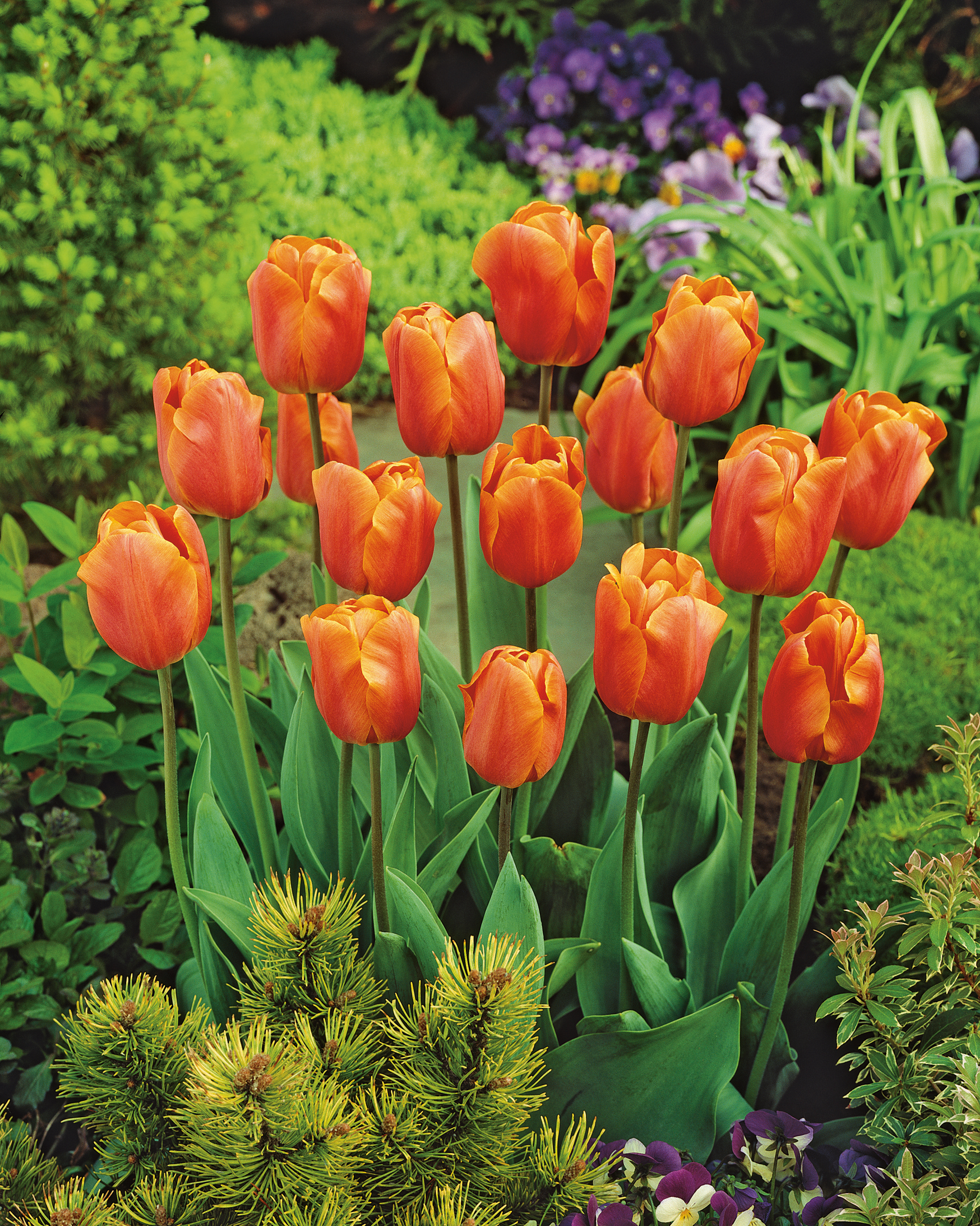 52194_Triumph-Tulpen_Jimmy Mehrere orange-rote Tulpen in voller Blüte in einem Gartenbeet, umgeben von grünem Laub, niedrigen Nadelsträuchern und violetten Stiefmütterchen.