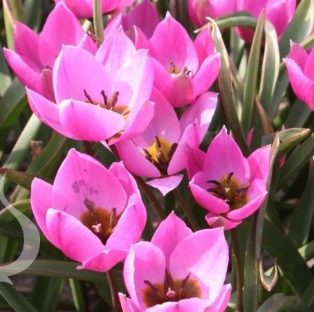 Tulipa humilis Helene, frühe Wildtulpe mit satt pinken, leicht duftenden Blüten, gelber Mitte und dunklen Staubgefäßen