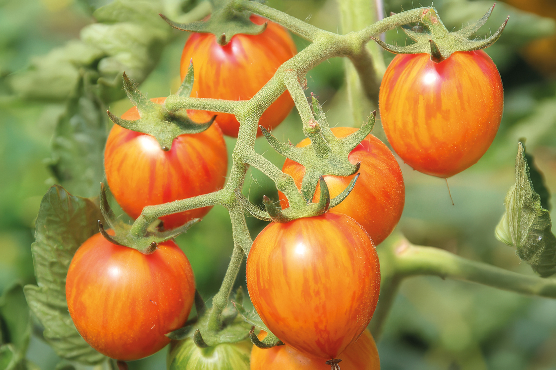 Tomate Sunrise Bumble Bee