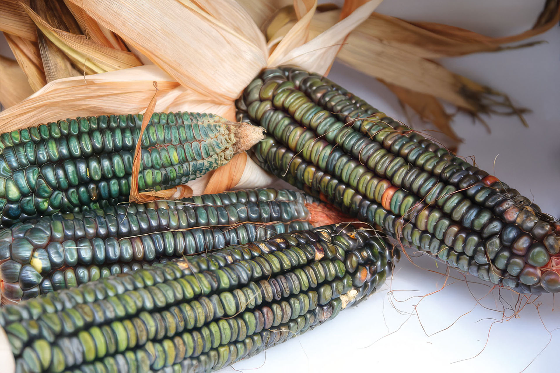 Mais Oaxacan Green