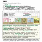Samentüte Endivie Bio Wallone Frisée, widerstandsfähige Sorte mit sehr großen, fein gekrausten Köpfen