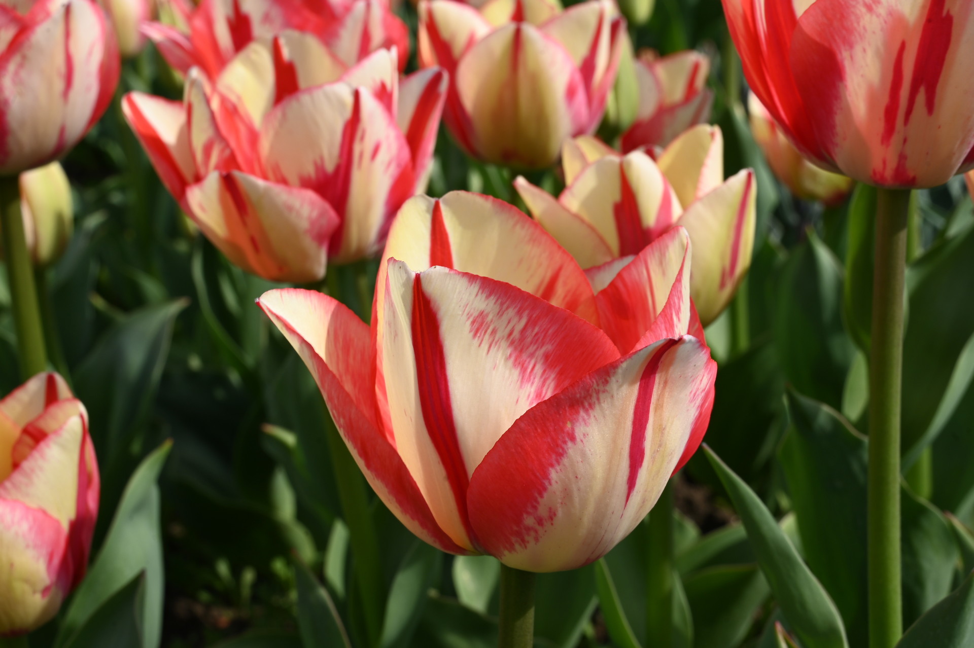 Triumph-Tulpe Spryng Break mit großen, perfekt geformten Blüten in Weiß, Pinkrot und zartem Gelb im Beet; wetterfeste Frühlingsblume für Rabatten, Kübel und als Schnittblume.