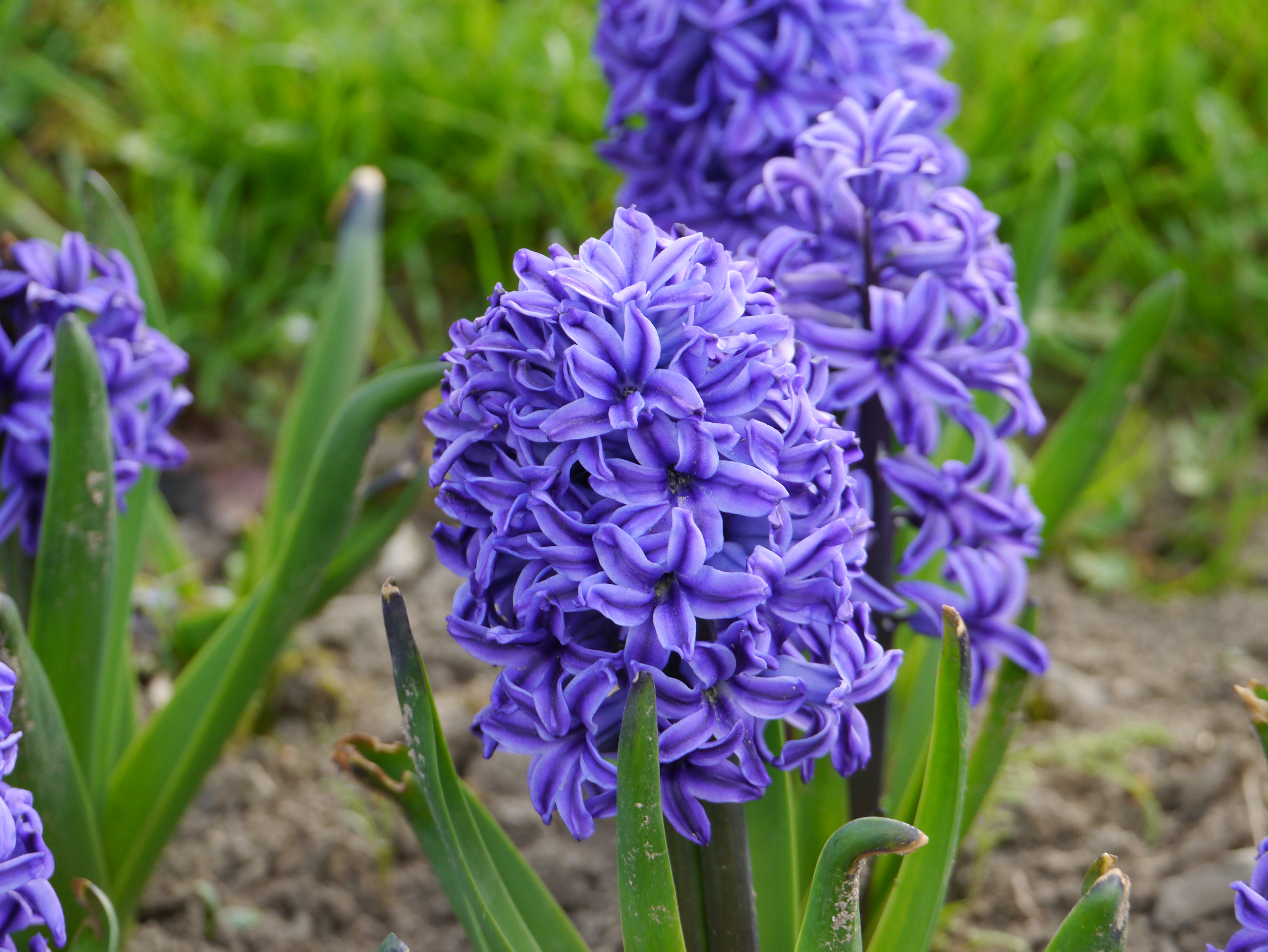 Hyazinthe Blue Jacket mit dunkelblauen, dicht gefüllten Blütenständen im Gartenbeet – duftender, spätblühender Frühjahrsblüher ab April