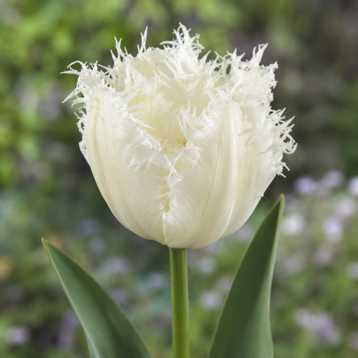 Crispa-Tulpen Noordeinde