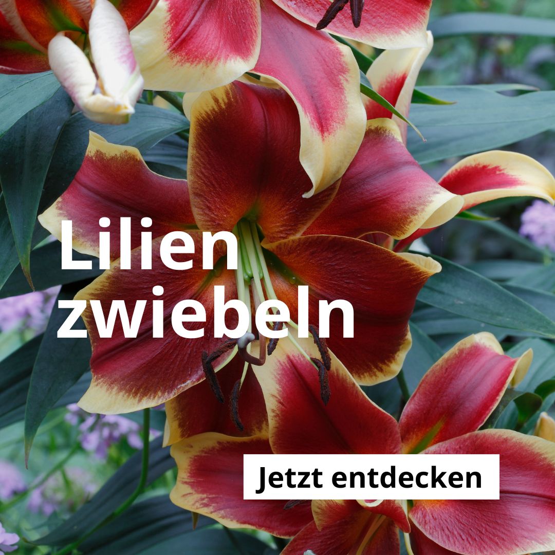 Lilien