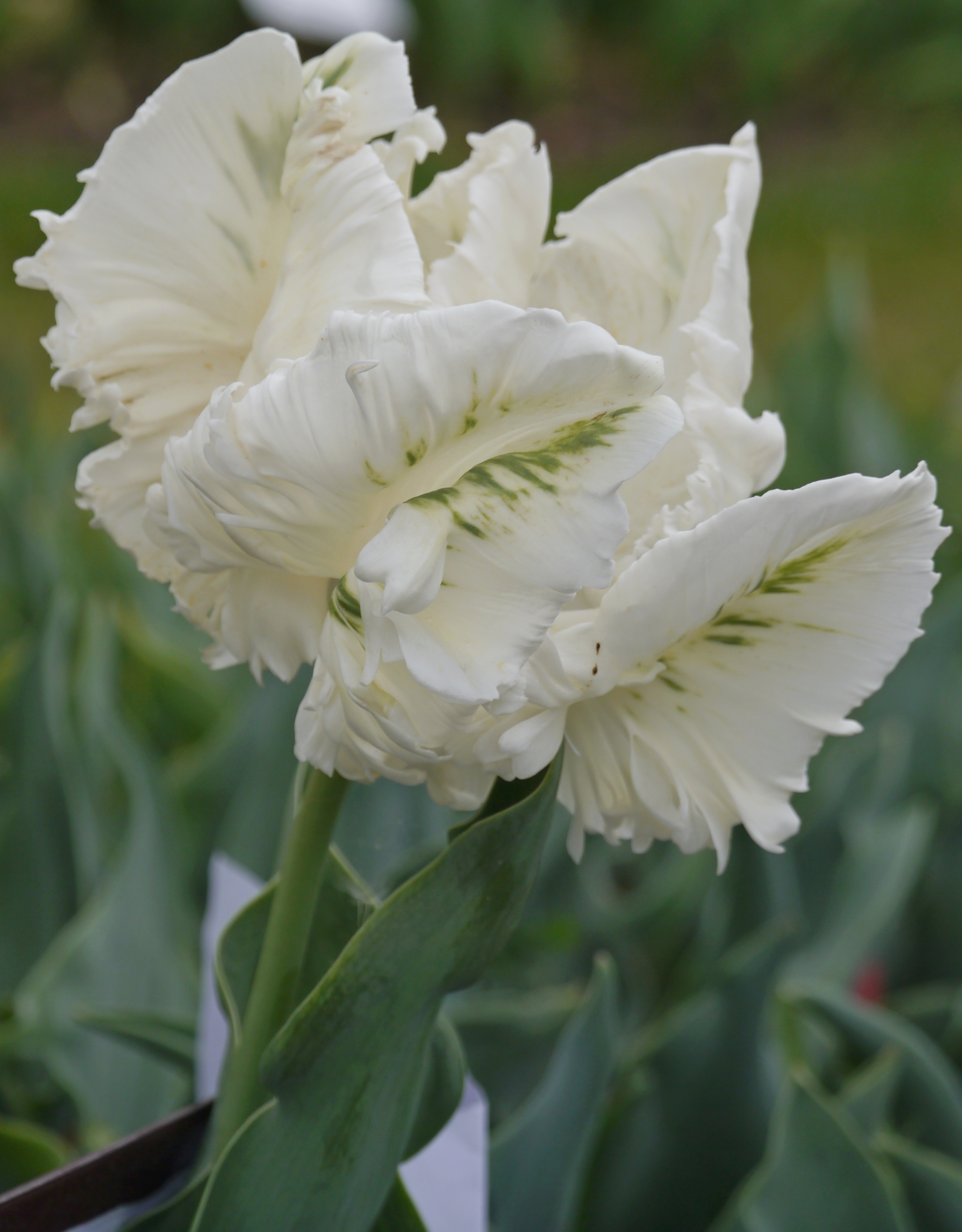 Nahaufnahme einer weißen Papageien-Tulpe mit stark gefransten Blütenblättern und grünen Adern, sichtbarem Stiel und unscharfem Gartenhintergrund