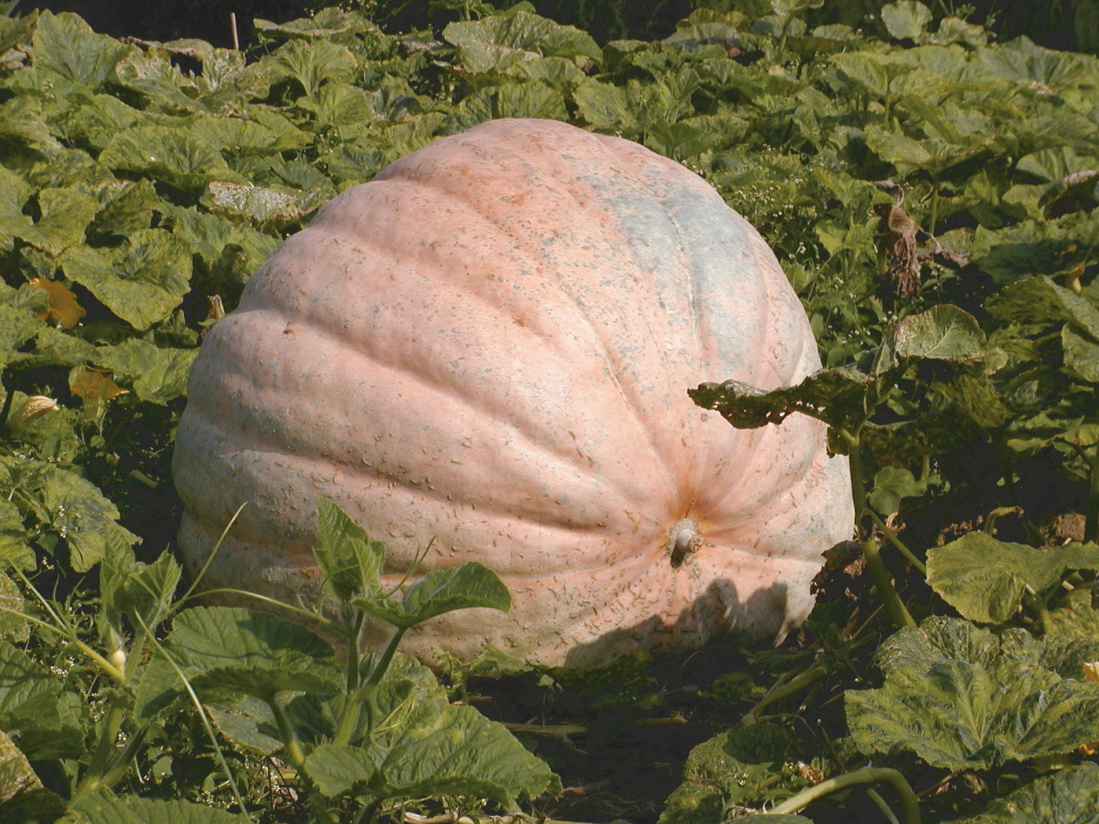 Großer, hellorange bis rosa-grauer Riesenkürbis liegt eingebettet zwischen grünen Kürbisblättern auf dem Feld