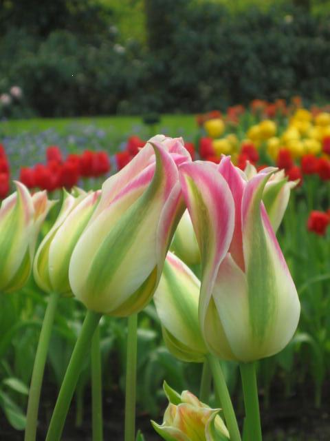 Nahaufnahme von rosa-grün gestreiften Tulpenknospen im Vordergrund, im Hintergrund ein unscharfes Tulpenbeet mit roten und gelben Tulpen