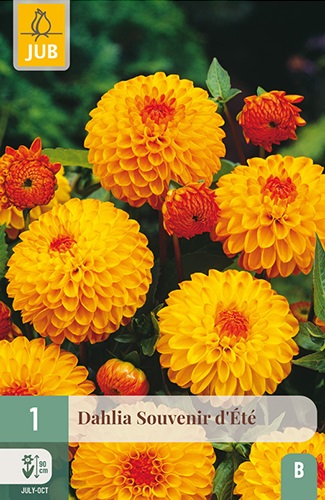 Ball-Dahlien Souvenir d'Eté