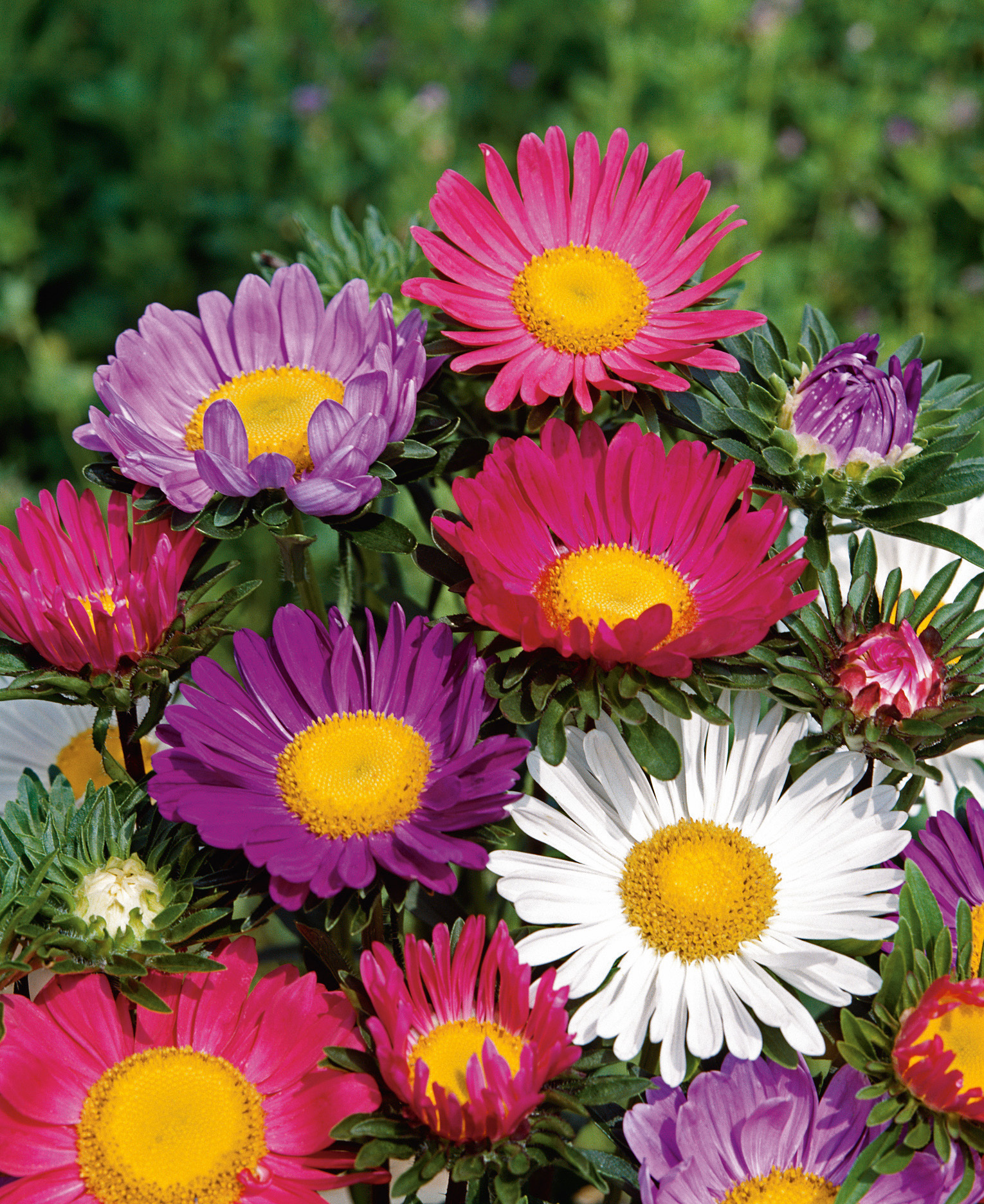 Margaretenastern Colorstar