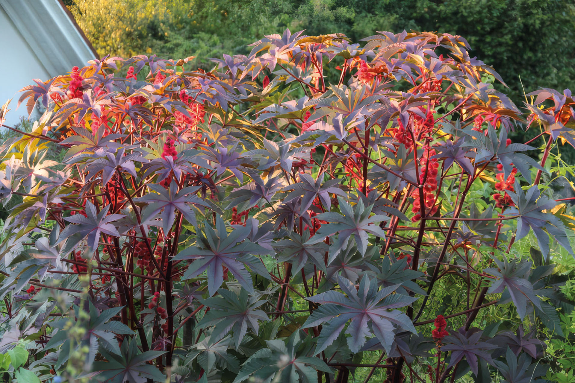 Roter Rhizinus