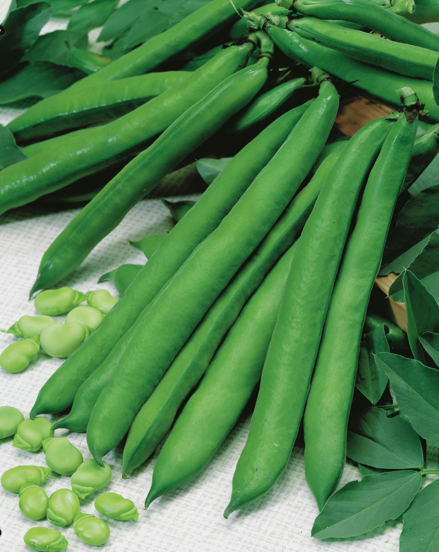Puffbohnen Hang Down von Samen-Fetzer mit langen, dicken grünen Schoten und frischen Bohnenkernen – hochwertiges, vitamin- und eiweißreiches Saatgut für vielseitige Küche.