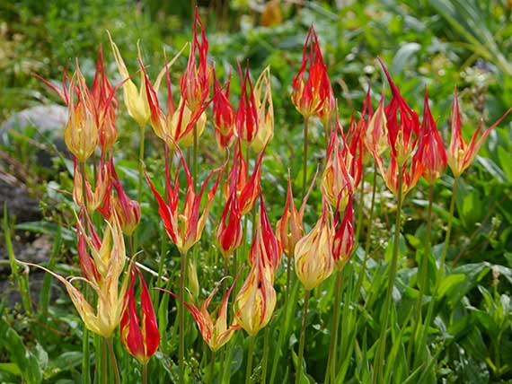 Tulipa acuminata mit gelb-roten, spitz zulaufenden Blüten im Gartenbeet – extravagante Wildtulpe für den Frühlingsgarten