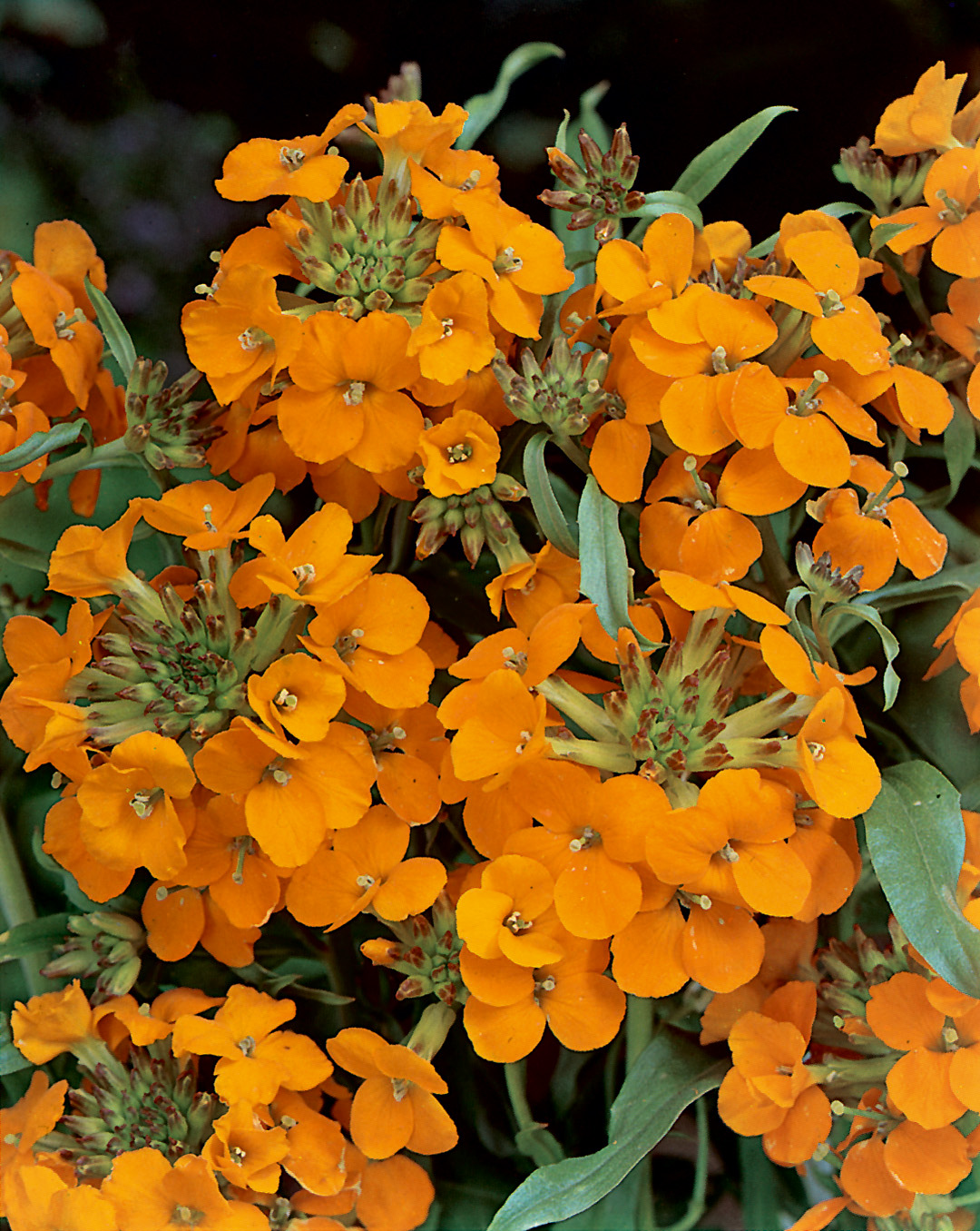 Nahaufnahme leuchtend orangefarbener Blüten in dichten Blütenständen mit schlanken grünen Blättern
