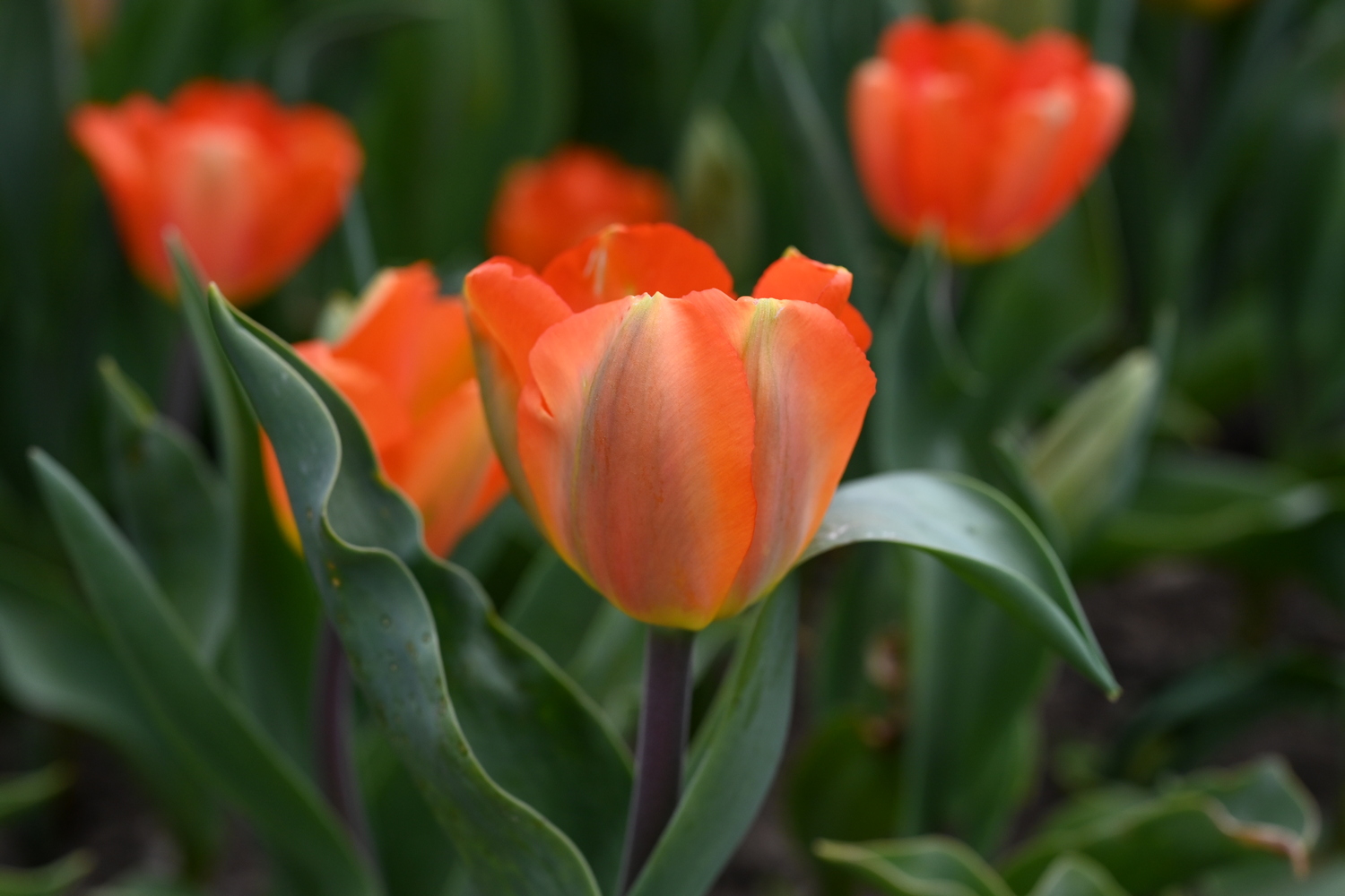 Darwin-Hybrid-Tulpen Lighting Sun