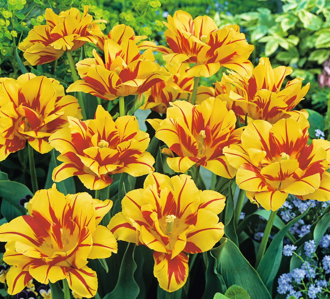 Nahaufnahme geflammter gelb-roter Tulpen in voller Blüte mit grünen Blättern im Beet