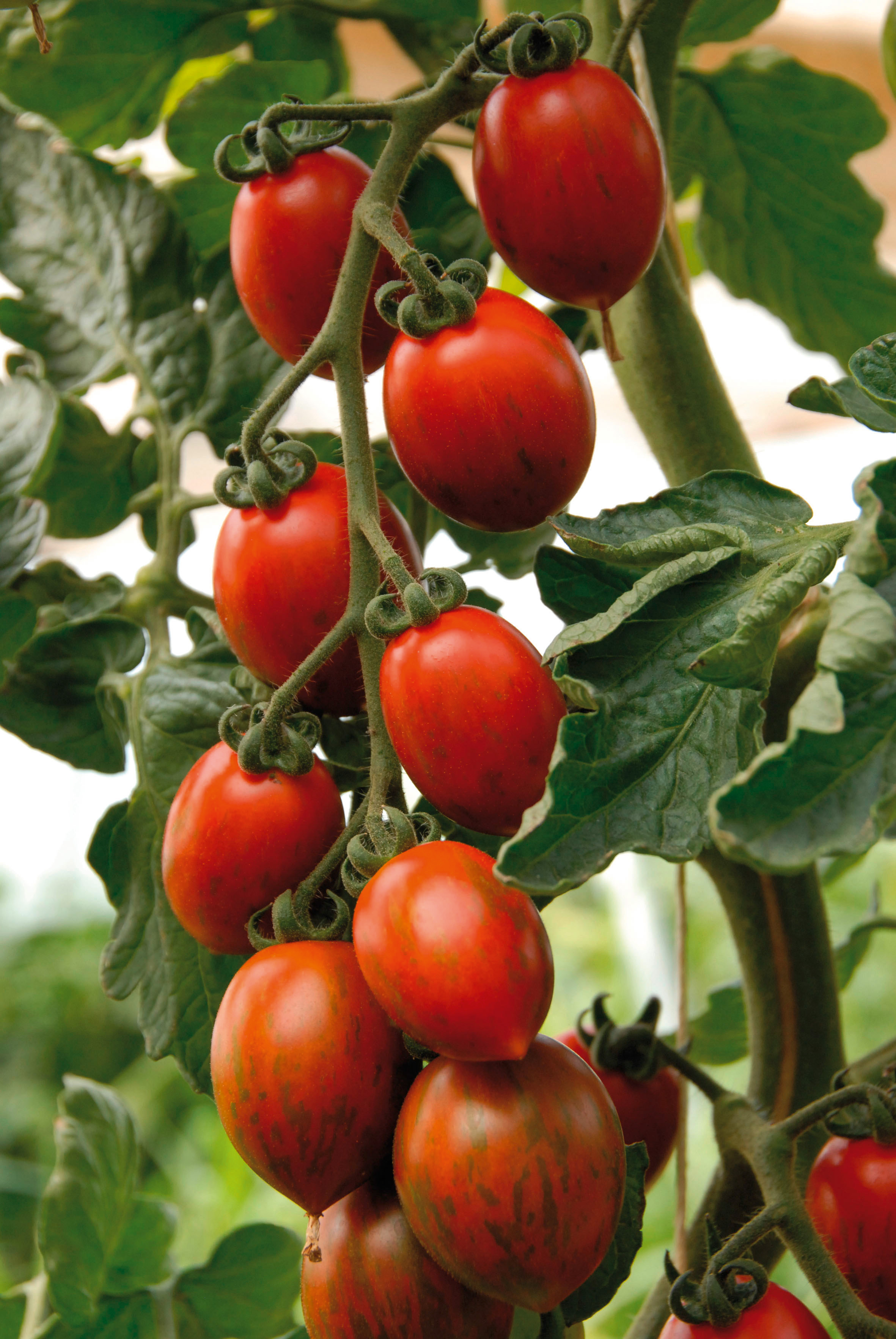 Reife Pflaumen-Cherry-Tomaten Cookie F1 von Samen-Fetzer an der Rispe, mit länglicher Form und rot-braun marmorierter Schale.