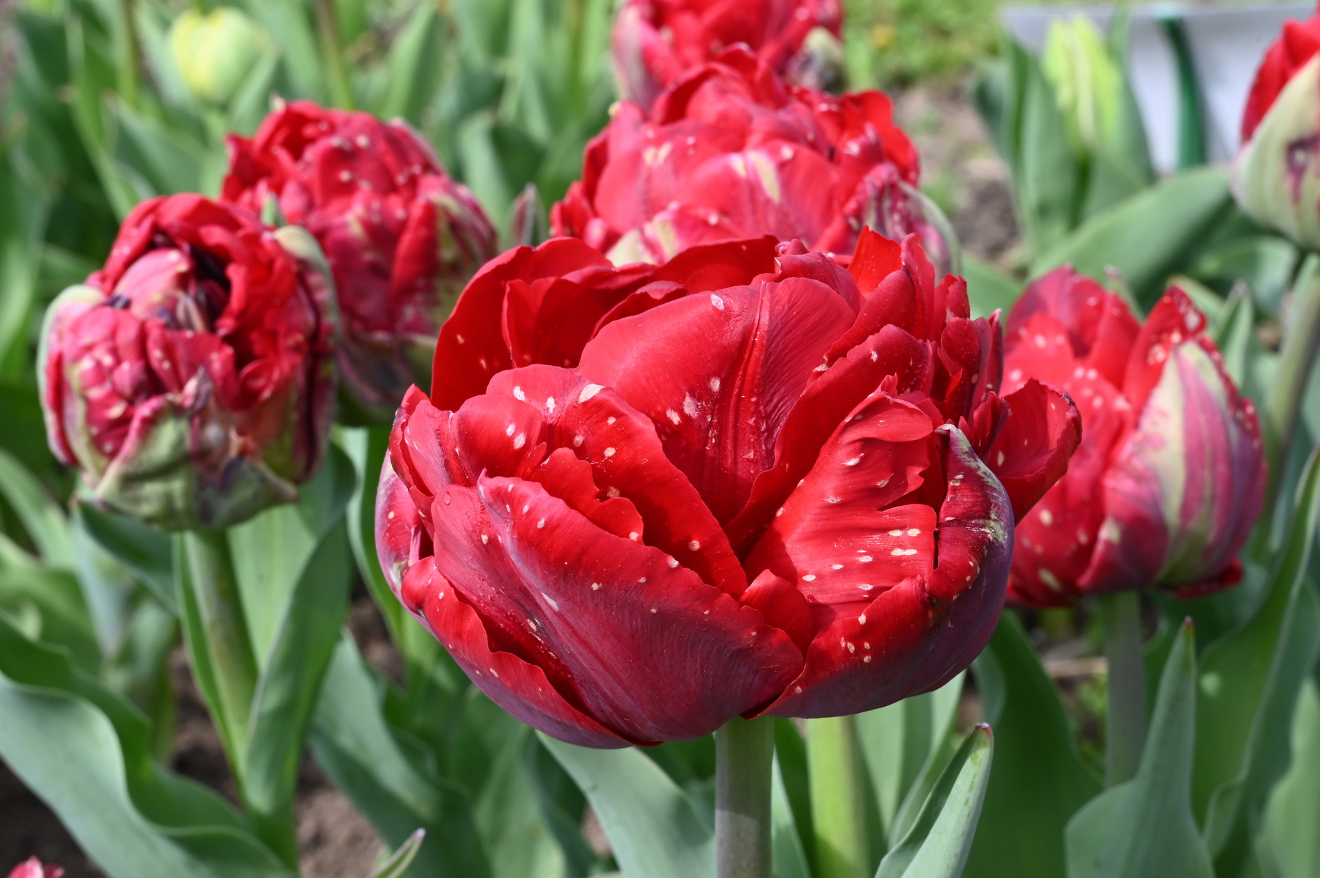 Nahaufnahme der gefüllten frühen Tulpe Scarlet Verona mit üppigen, tiefroten Blüten und dekorativen hellen Sprenkeln im Beet