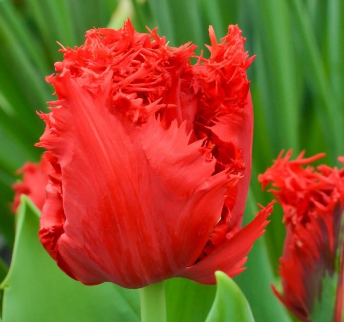 Nahaufnahme einer roten Papageientulpe mit ausgefransten Blütenblättern in einem grünen Blumenbeet