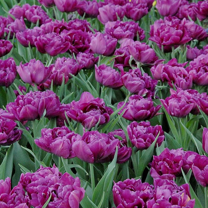 Nahaufnahme eines Beetes mit zahlreichen violett-lila gefüllten Tulpen und grünen Blättern