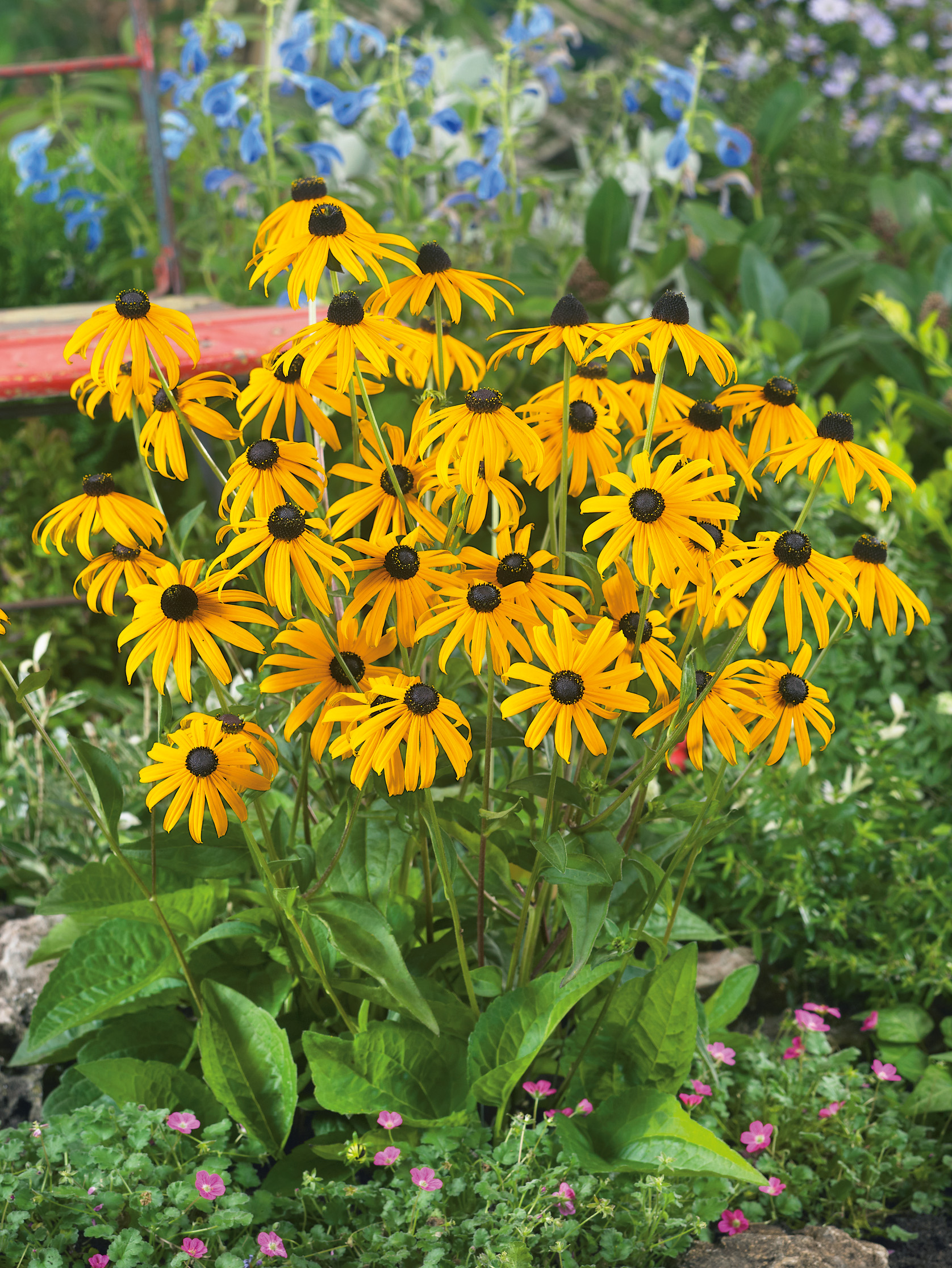 Nahaufnahme gelber Rudbeckia (Sonnenhut) mit dunklem Zentrum in einem blühenden Staudenbeet, umgeben von grünen Blättern, kleinen rosa Bodendeckerblüten und blauen Hintergrundblumen