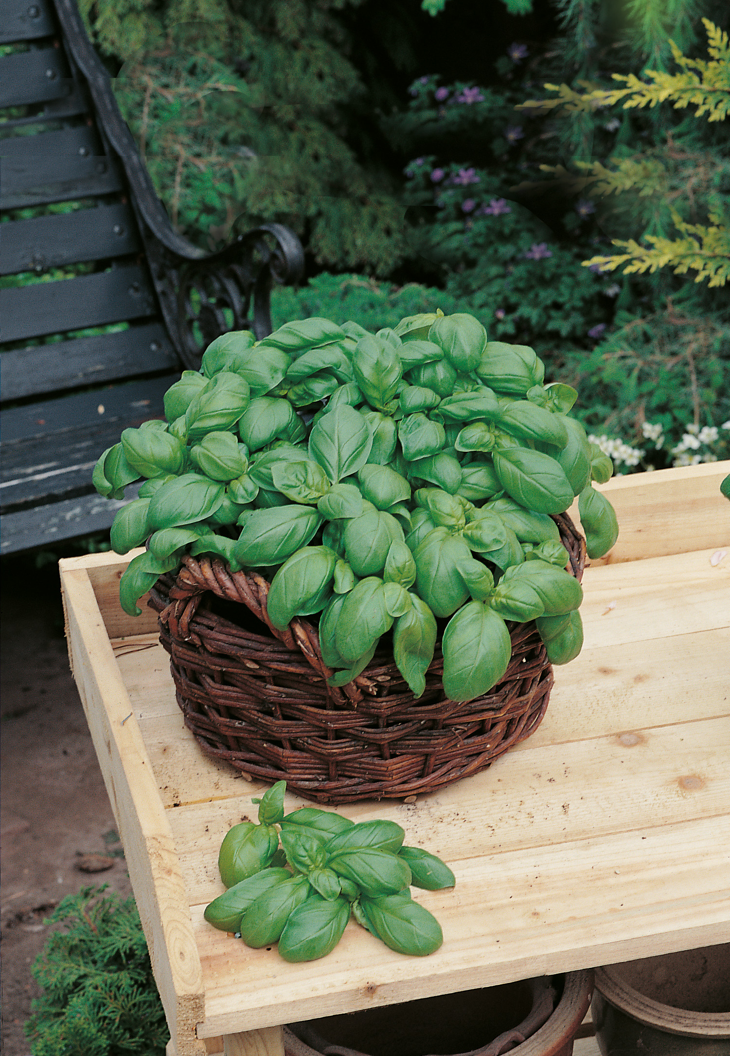 Großer, gesunder Basilikum in geflochtenem Korb auf einem Holztisch im Garten neben einer schwarzen Gartenbank, satte grüne Blätter, ideal zum Ernten