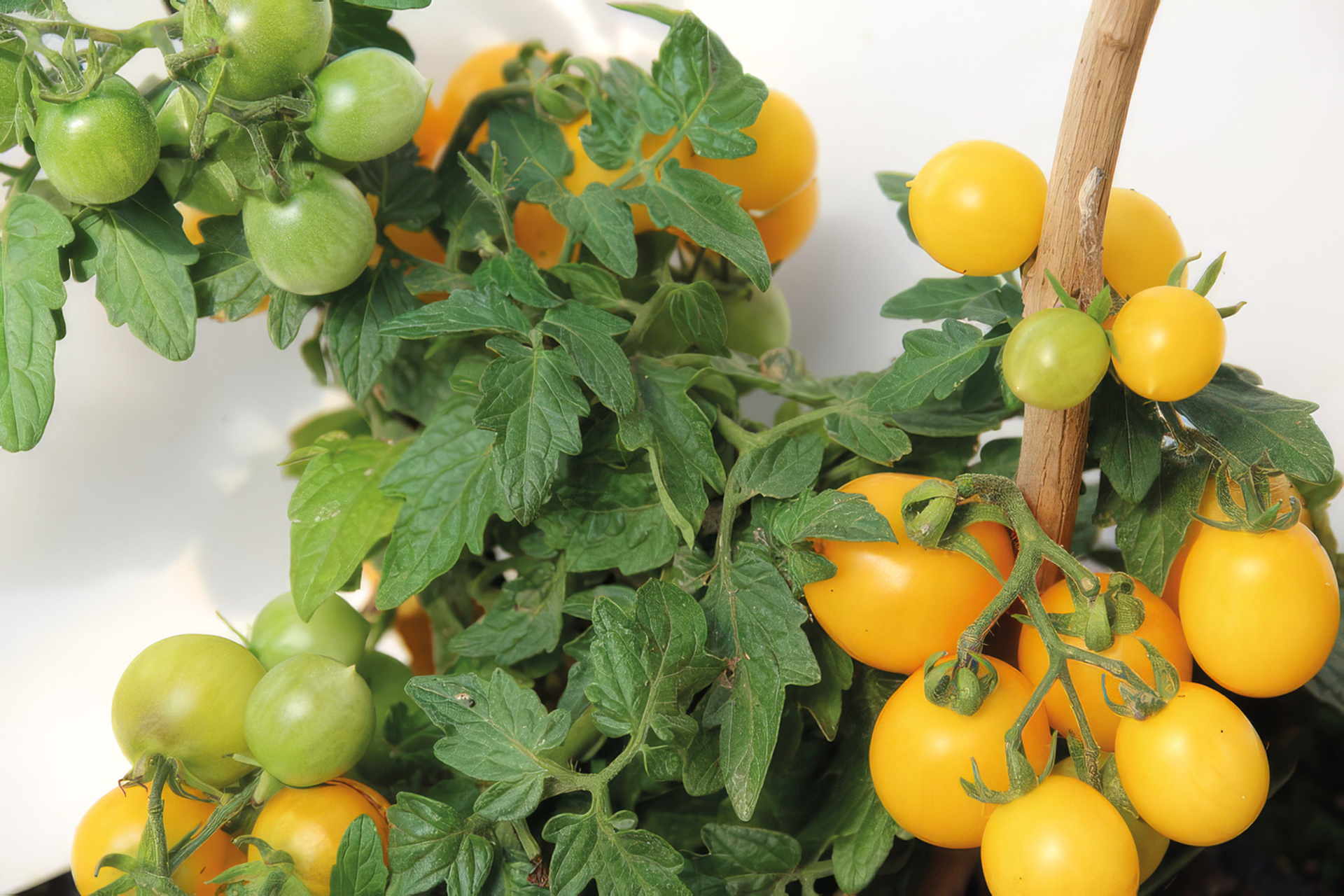Balkontomate Birdie Jaune