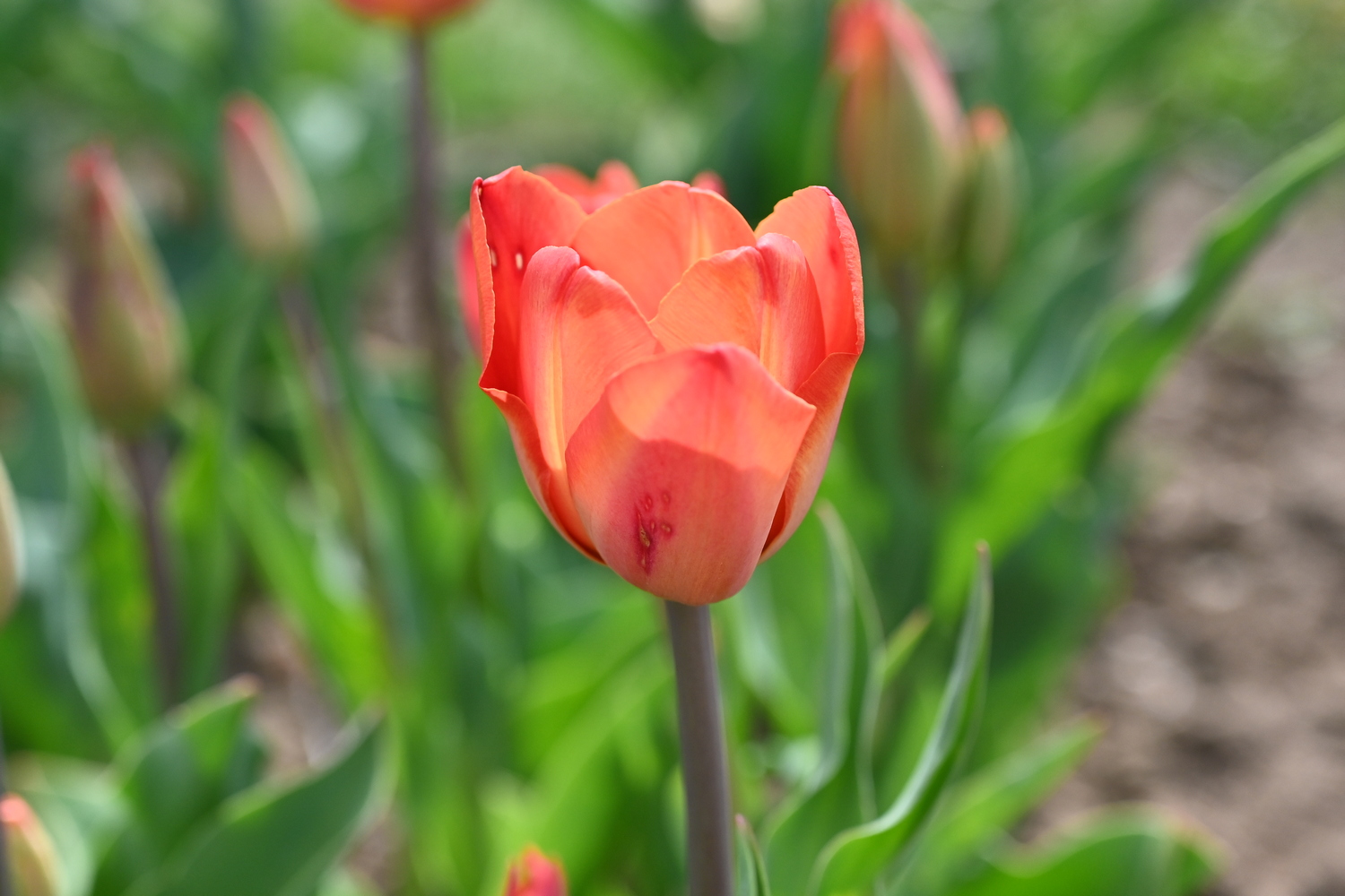 Nahaufnahme einer rot-orange Tulpe mit unscharfem grünem Gartenhintergrund