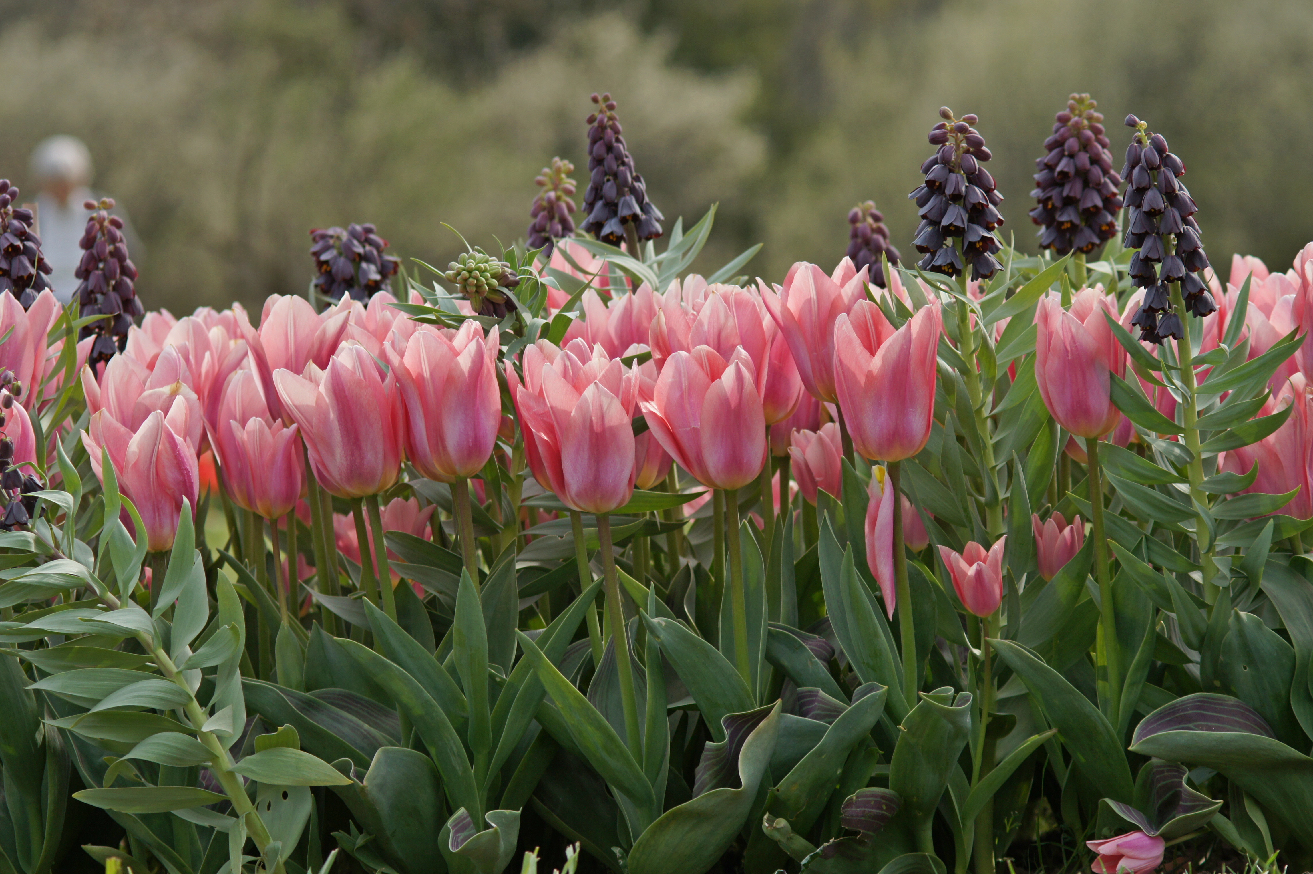 51015_Frühlingsflirt Nacht Nahaufnahme rosa Tulpen im Beet, kombiniert mit dunkelvioletten Fritillaria; grüne Blätter und unscharfer Naturhintergrund.
