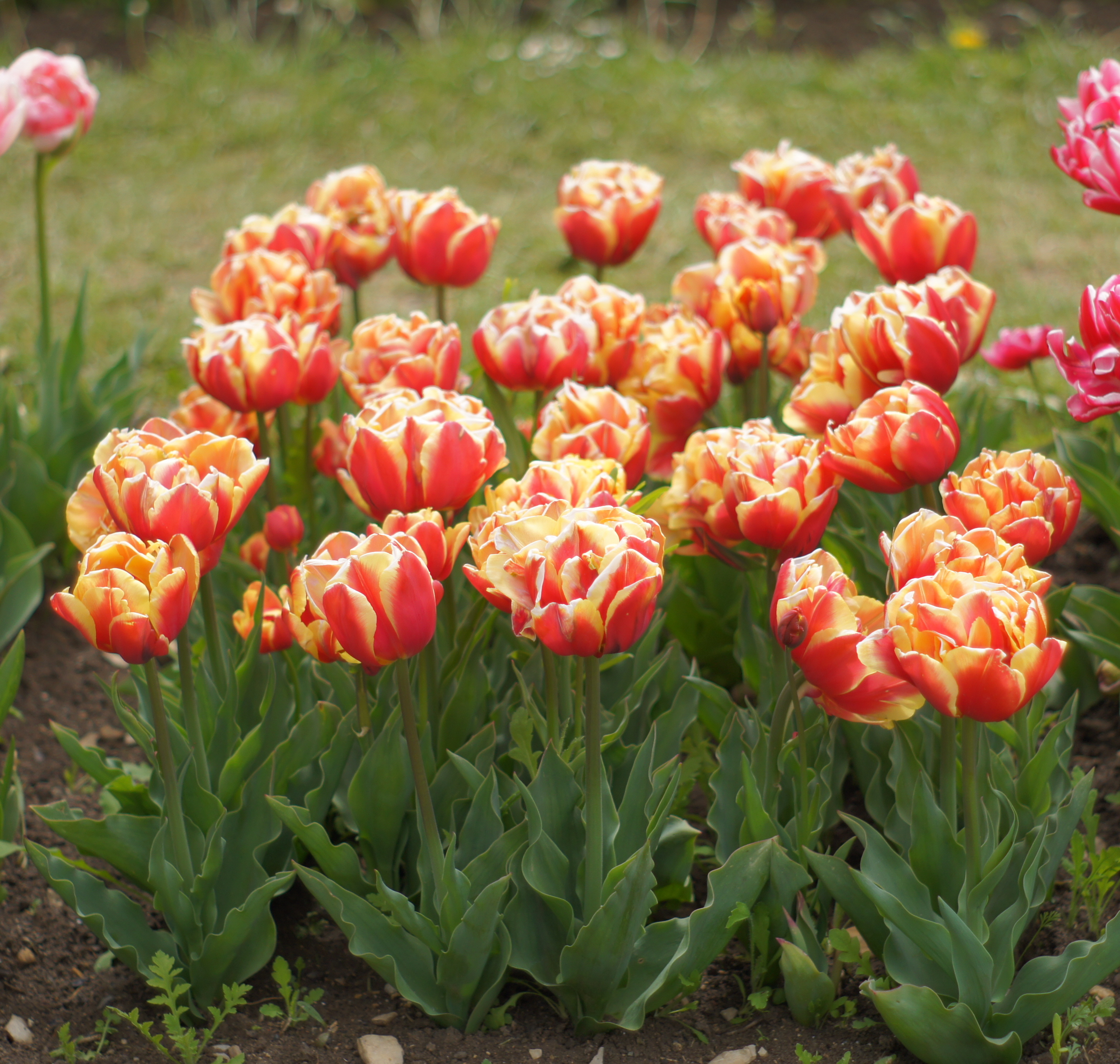 Nahaufnahme von gefüllten, zweifarbigen Tulpen in Rot und Gelb in einem Blumenbeet mit grünen Blättern im Vordergrund und unscharfem Rasen im Hintergrund