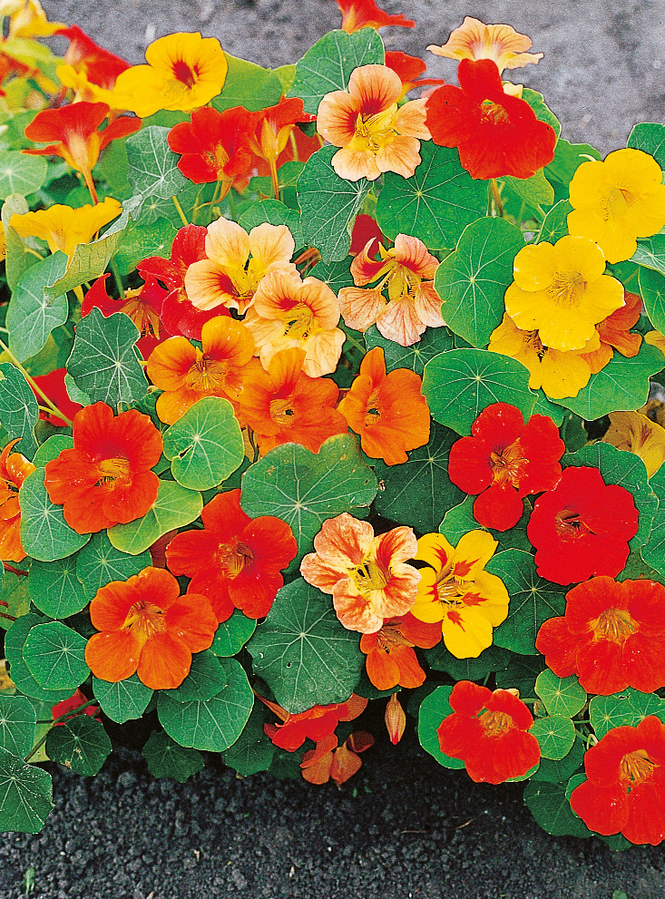 Nahaufnahme bunter Kapuzinerkresse (Tropaeolum majus) mit roten, orangefarbenen und gelben Blüten und runden grünen Blättern
