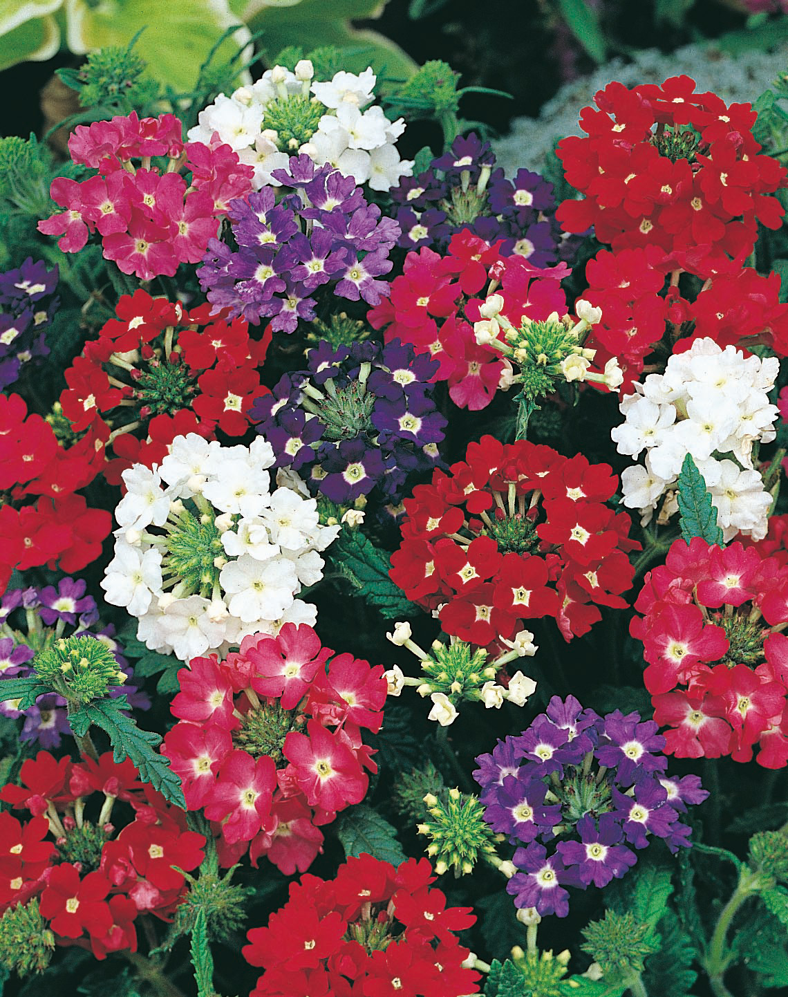 94450_Verbenen Derby Mix Nahaufnahme einer mehrfarbigen Verbene (Verbena) mit dichten Blütenrispen in Rot, Violett, Weiß und Rosa auf grünem Laub