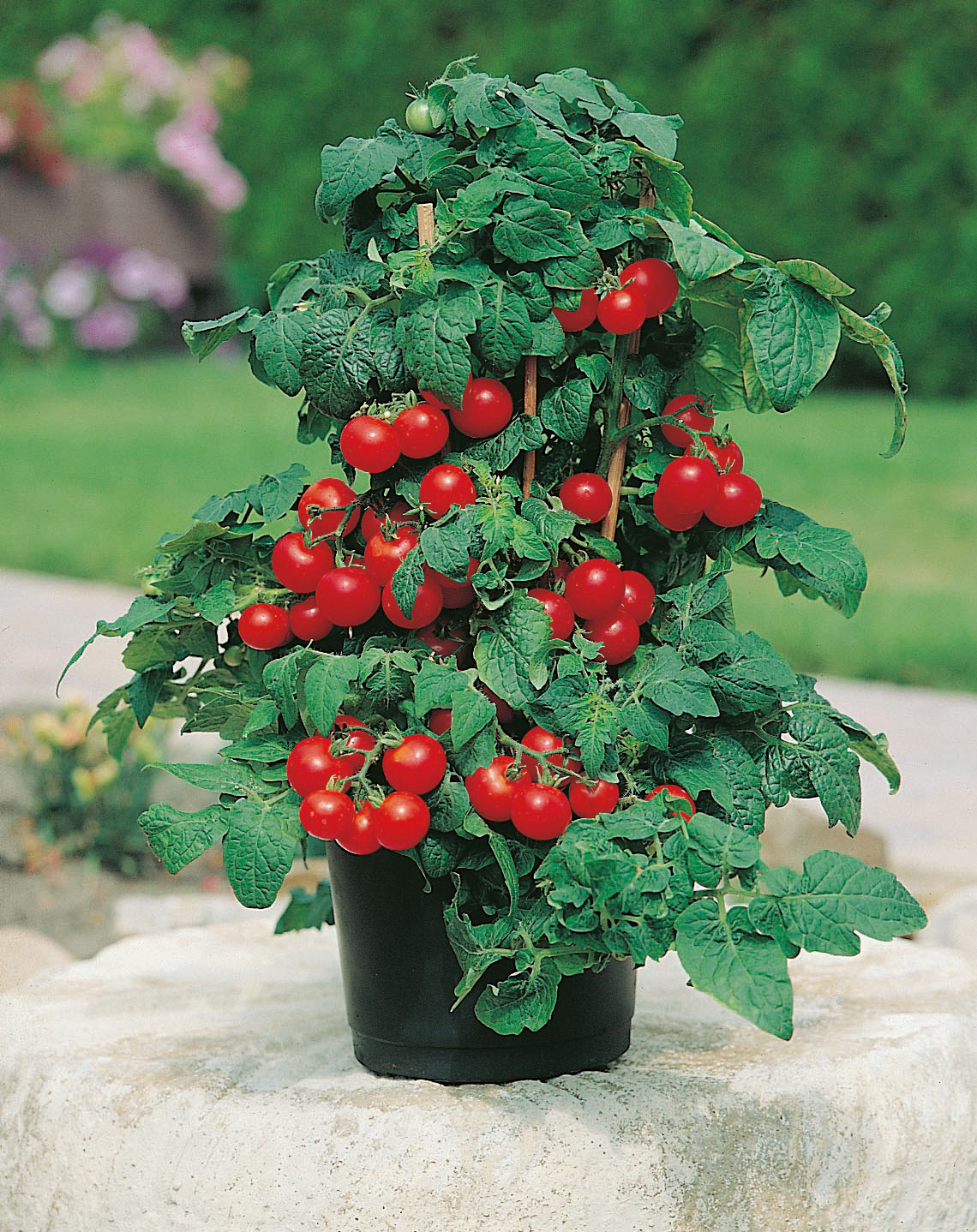 Tomatenpflanze Hoffmanns Rentita von Samen-Fetzer im Topf mit buschigem Wuchs und vielen scharlachroten, aromatischen Früchten – ideal für Balkon und Containeranbau