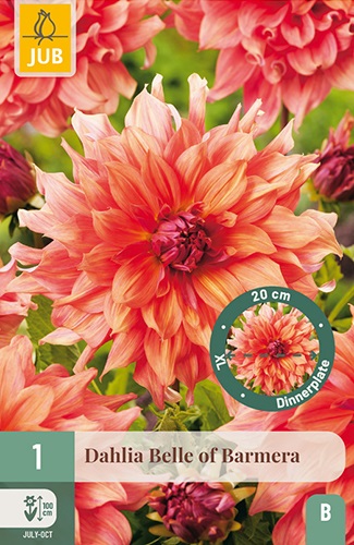 Riesen-Dahlie Belle of Barmera