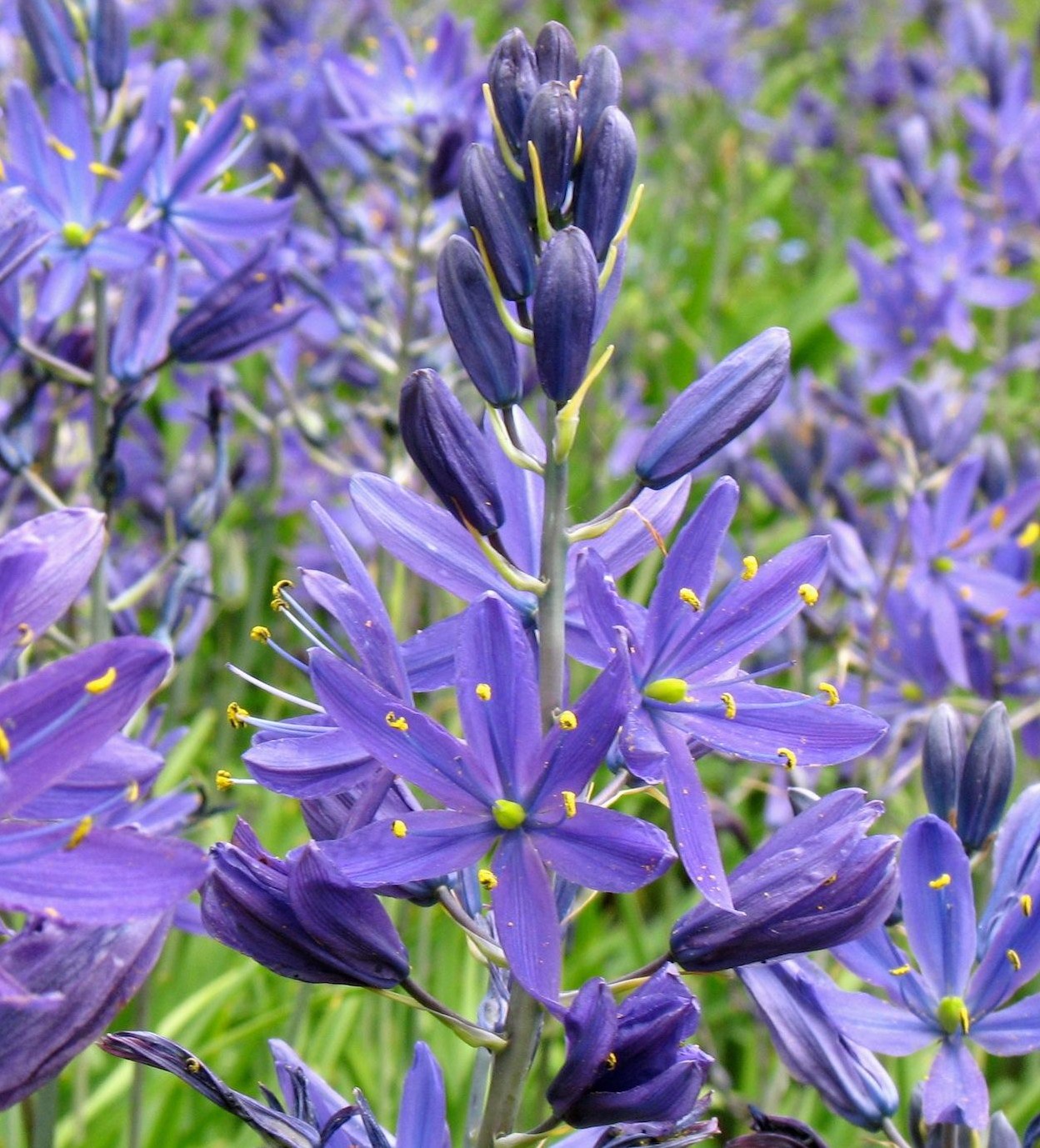50031_Camassia quamash Nahaufnahme lila Camassia-Blüten mit sternförmigen Blütenblättern und gelben Staubfäden, mehrere Blütenstände vor unscharf grünem Hintergrund