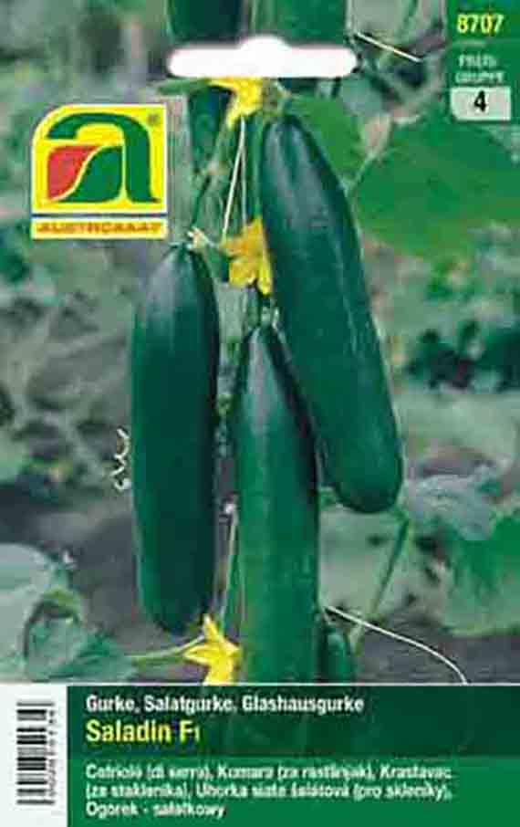 Gurken Saladin