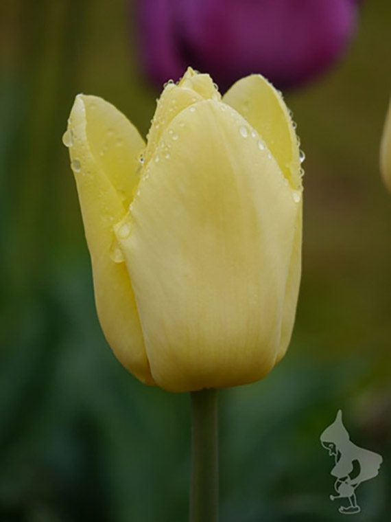Nahaufnahme einer gelben Tulpe mit Wassertropfen auf den Blütenblättern; unscharfer grüner Hintergrund mit einer violetten Blüte; kleines Wasserzeichen unten rechts.