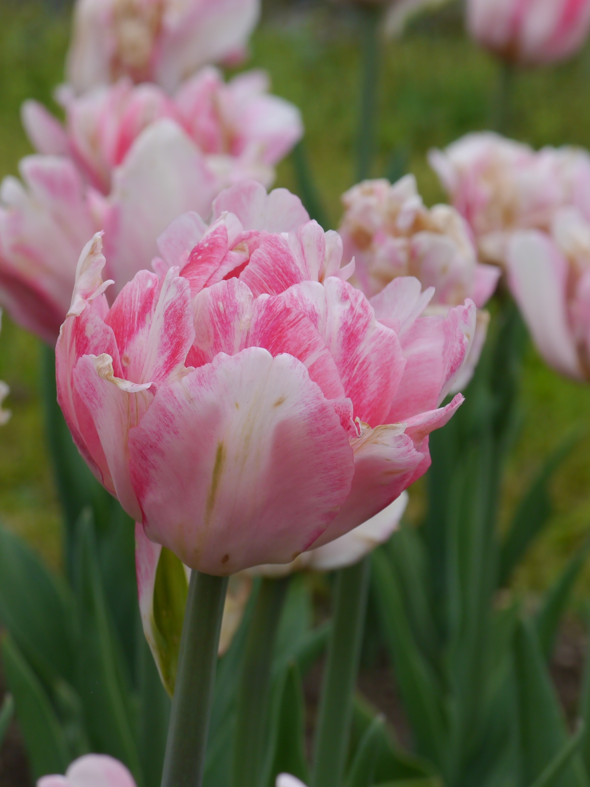 Nahaufnahme einer gefüllten rosa-weißen Tulpe im Beet, unscharfer grüner Hintergrund