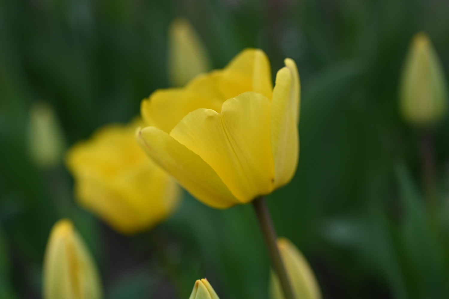 Nahaufnahme der Darwin-Hybrid-Tulpe Golden Apeldoorn mit großer gelber, leicht weißlich gefärbter Blüte im Beet; wetterfeste, duftende Tulpe für Garten und Schnittblumen
