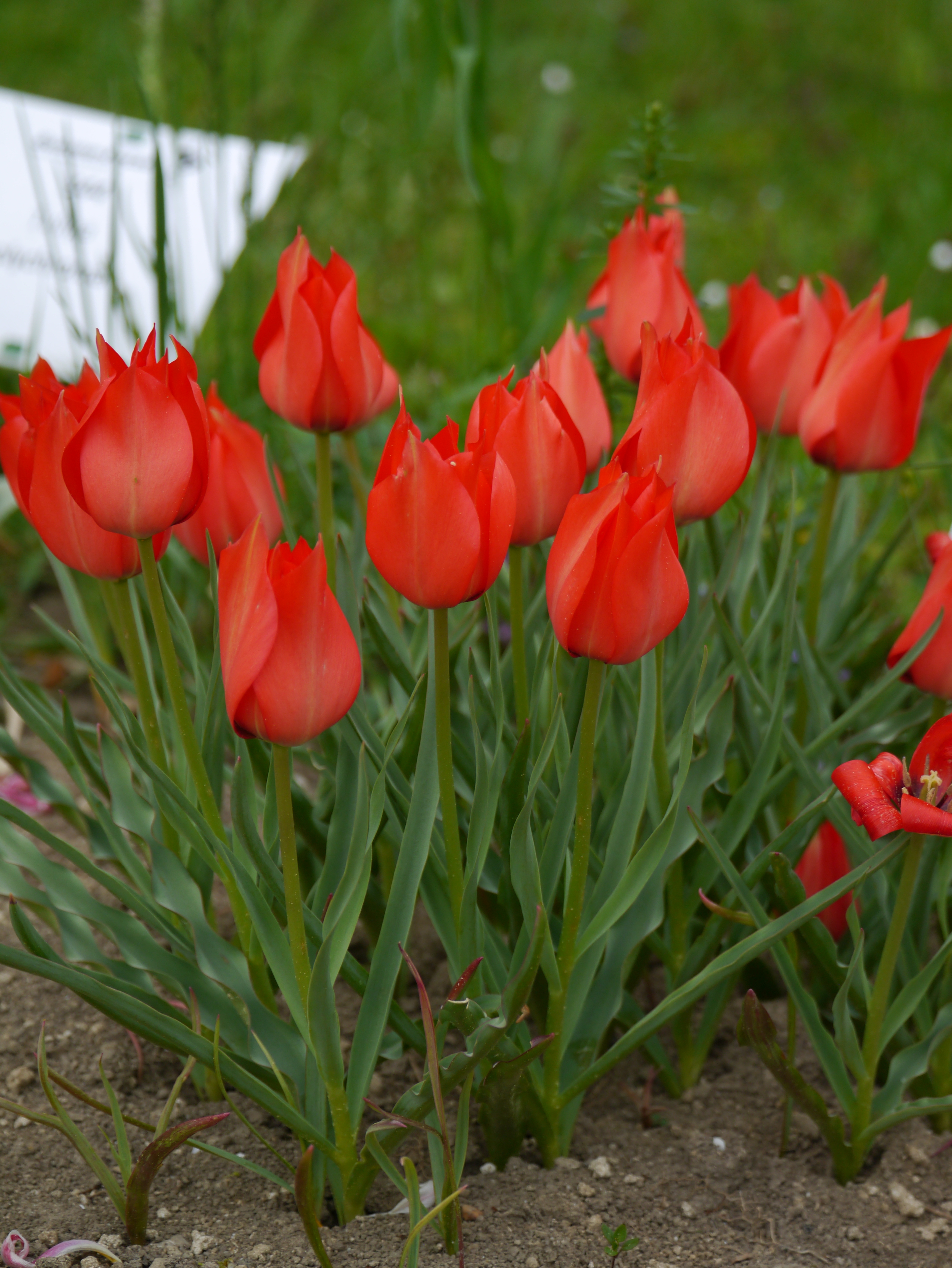 Tulipa linifolia mit signalroten Blüten und schmalem, gewelltem Laub als leuchtende Wildtulpe im Frühlingsgarten