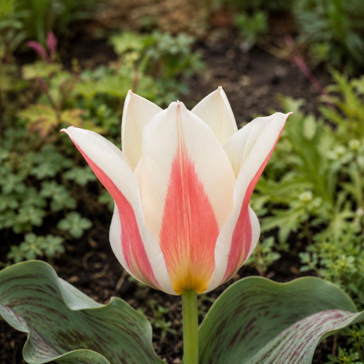 Greigii-Tulpen Serano