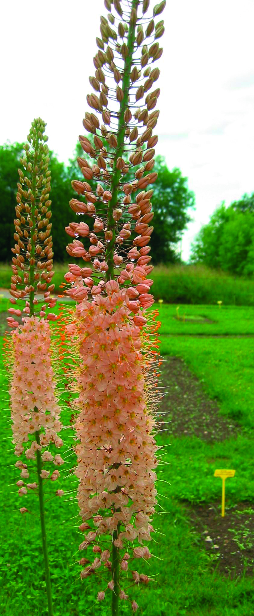 Eremurus isabellinus Romance